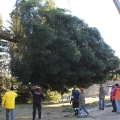 Fällung Christbaum 