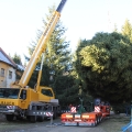 Fällung Christbaum 