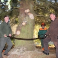 Fällung Christbaum 